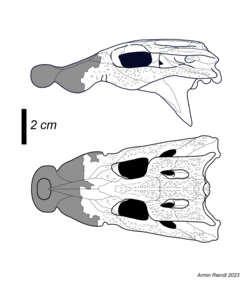 Trilophosuchus skull reconstructed.png