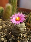 Turbinicarpus pseudopectinatus.JPG