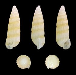 Turbonilla pupoides 02.jpg