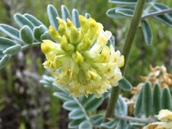 Ventura marsh milk-vetch (14717834291).jpg