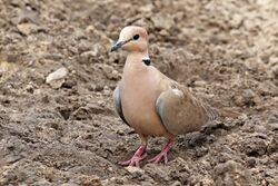 Vinaceous Dove (Streptopelia vinacea), Fathala Wildlife Reserve, Senegal.jpg