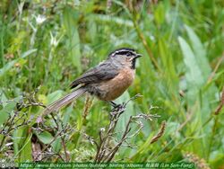 White-browed tit.jpg