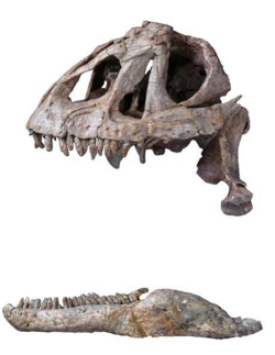 Yizhousaurus sunae skull and jaw.png