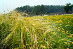 140726 Farm Tomita Nakafurano Hokkaido Japan02n.jpg