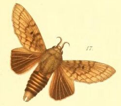 17-Gastroplakaeis forficulatus Möschler, 1887.JPG