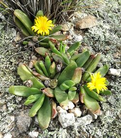 1 Glottiphyllum depressum Bonnievale - a.jpg