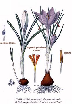 Illustration of two crocus species from 1891