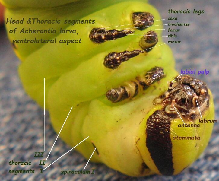 File:Acherontia atropos larva, anterior ventral aspect IMG 8967s annotated.jpg