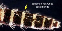 Aedes taeniorhynchus adult abdomen
