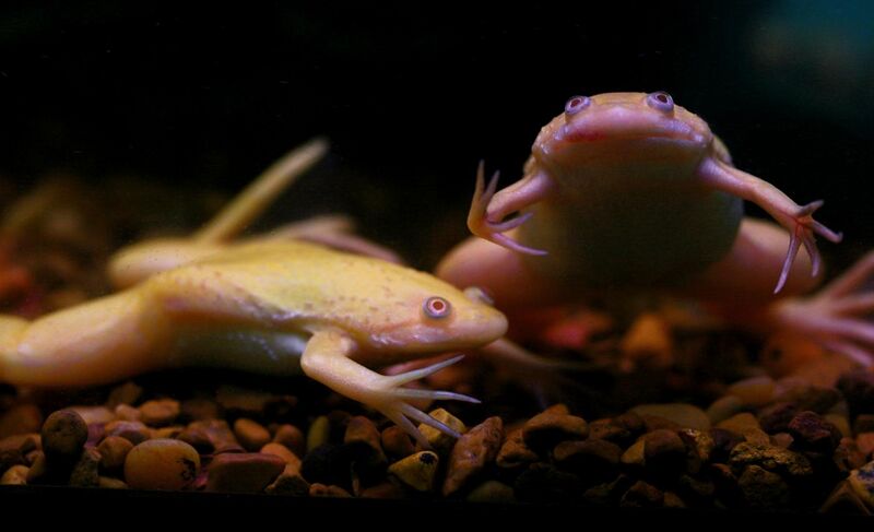 File:African clawed frogs; Xenopus laevis.jpg