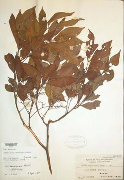 Herbarium specimen of "Aglaia edulis"