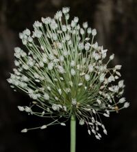 Allium-polyanthum-inflo.jpg