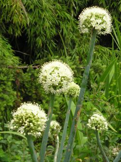 Allium pskemense.jpg