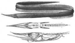 Anatomical drawing of “Serrivomer sector”.png