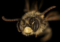 Andrena brevipalpis, M, face, Caroline County.jpg
