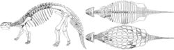 Images of skeleton: side view facing left, dorsal view, and dorsal view of dorsal plates