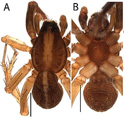 Artoria barringtonensis (10.3897-evolsyst.2.30778) Figure 6 (cropped).jpg