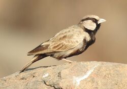 Ashy-crowned Sparrow Lark by Dr. Raju Kasambe DSCN1991 (3).jpg