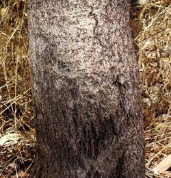 Banksia sessilis trunk.jpg