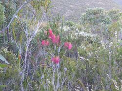 Beaufortia decussata (habit).JPG