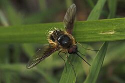 Bee Fly (Bombylius mexicanus), Merrimac Farm WMA, Va.jpg