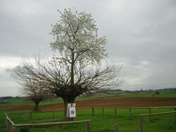 Bialbero di Casorzo.jpg