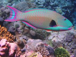 a large bright blue fish with its scales and tailfin outlined in red, swimming above intricate corals.
