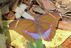 Blue-banded forester (Euphaedra harpalyce harpalyce) female.jpg