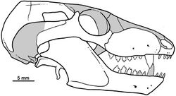 Drawing of a skull seen from the right