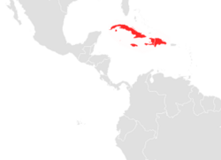 Brachyphylla nana map.png