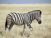 Burchell's Zebra (Etosha).jpg