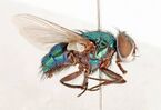 CSIRO ScienceImage 3289 A pinned Australian sheep blowfly.jpg