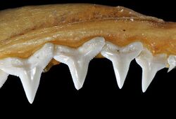 Carcharhinus perezii upper teeth.jpg