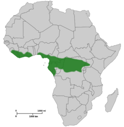 Chiromantis rufescens range.png