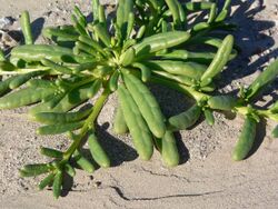 Cistanthe ambigua 5.jpg