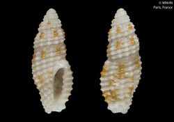Clathurella albofuniculata (MNHN-IM-2000-3413).jpeg
