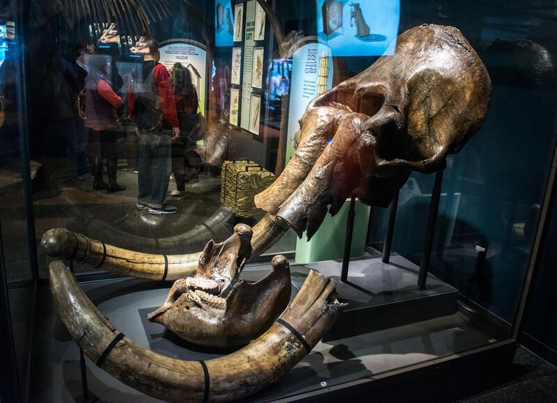 File:Columbian mammoth skull and tusks - Cleveland Museum of Natural History - 2014-12-26 (20426106083).jpg