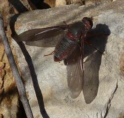 Comptosia insignis female 2.jpg