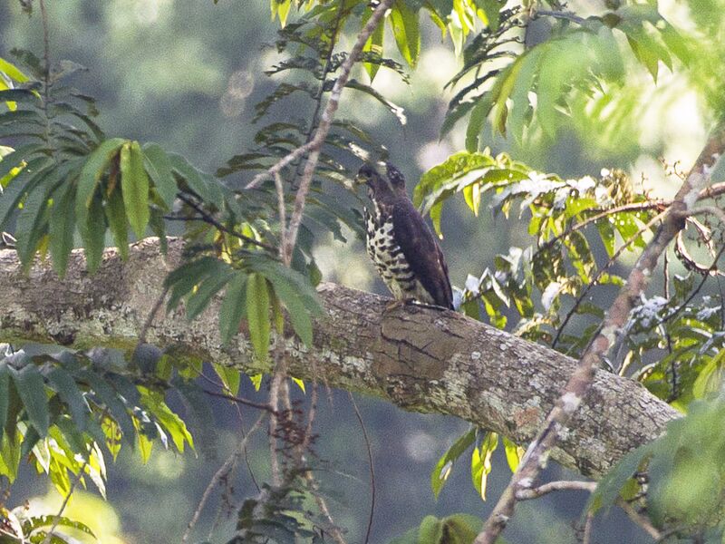 File:Congo Serpent Eagle from Kakum Canopy Walkway - Ghana 14 S4E1475 (16013044717).jpg