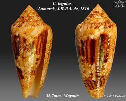 Conus legatus 2.jpg