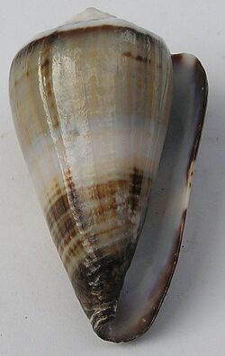 Conus muriculatus 002.jpg