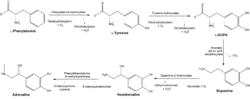 Conversion of phenylalanine and tyrosine to its biologically important derivatives.png