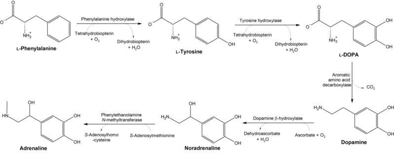 File:Conversion of phenylalanine and tyrosine to its biologically important derivatives.png