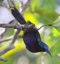 Copper-throated Sunbird.jpg