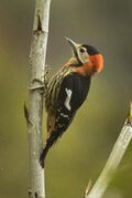 Crimson-breasted Woodpecker - Eaglenest Wildlife Sanctuary - Arunachal Pradesh, India.jpg