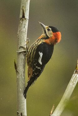 Crimson-breasted Woodpecker - Eaglenest Wildlife Sanctuary - Arunachal Pradesh, India.jpg