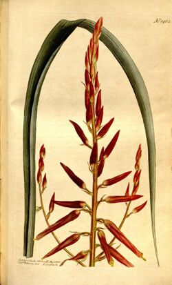 Curtis's botanical magazine (Plate 1462) (8246940493).jpg