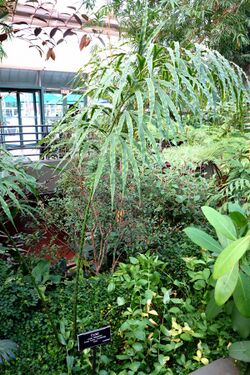 Cycas debaoensis - Brooklyn Botanic Garden - Brooklyn, NY - DSC07992.JPG