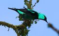 Dacnis venusta -Panama-8a (cropped).jpg