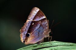 Dark blue jungle glory (Thaumantis klugius lucipor) B.jpg